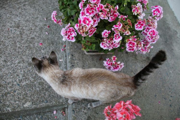 High angle view of cat on pink flower