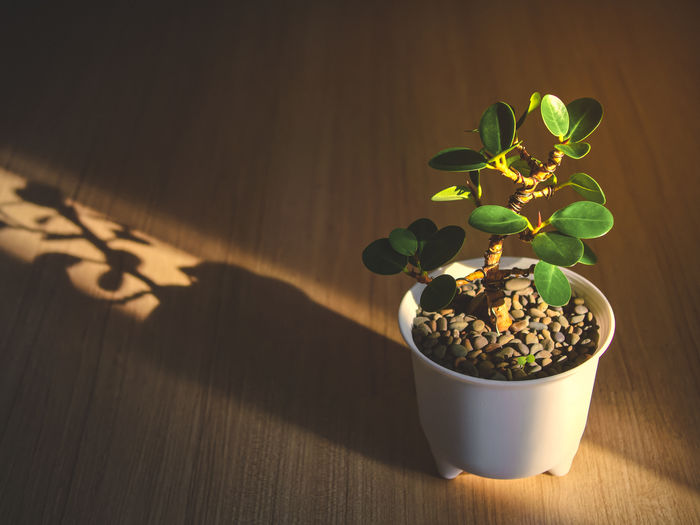 Ficus bonsai in white pot and sunshine morning placed on wooden floor, air purifying plants.