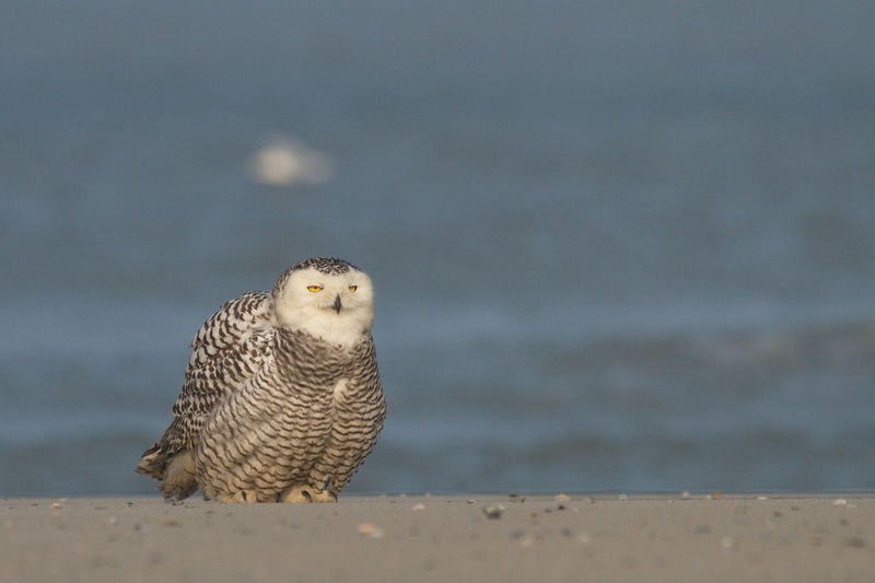 Portrait snowy owl at beach