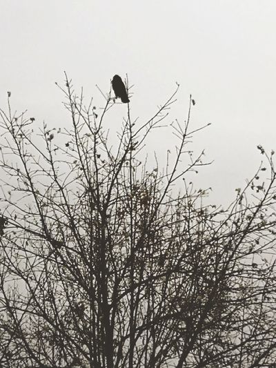 Low angle view of eagle perching on bare tree against sky