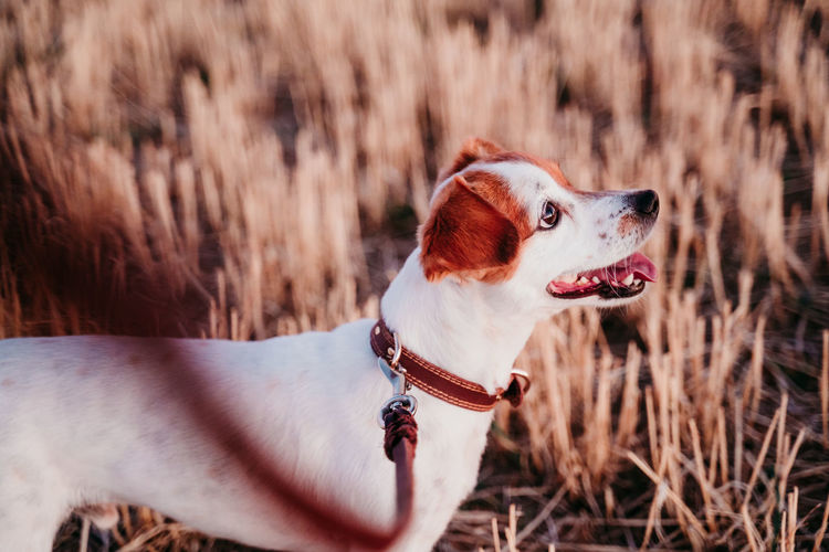 High angle view of dog on land