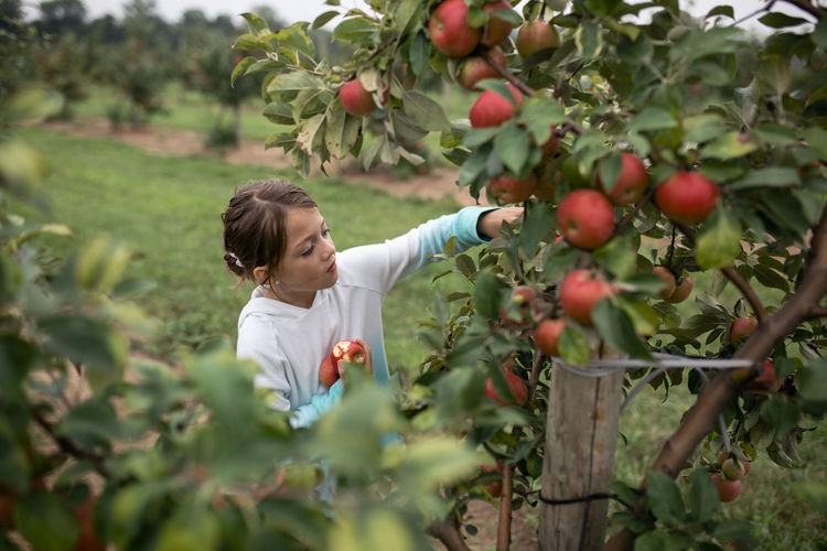 Girl harvesting apples from fruit tree at farm