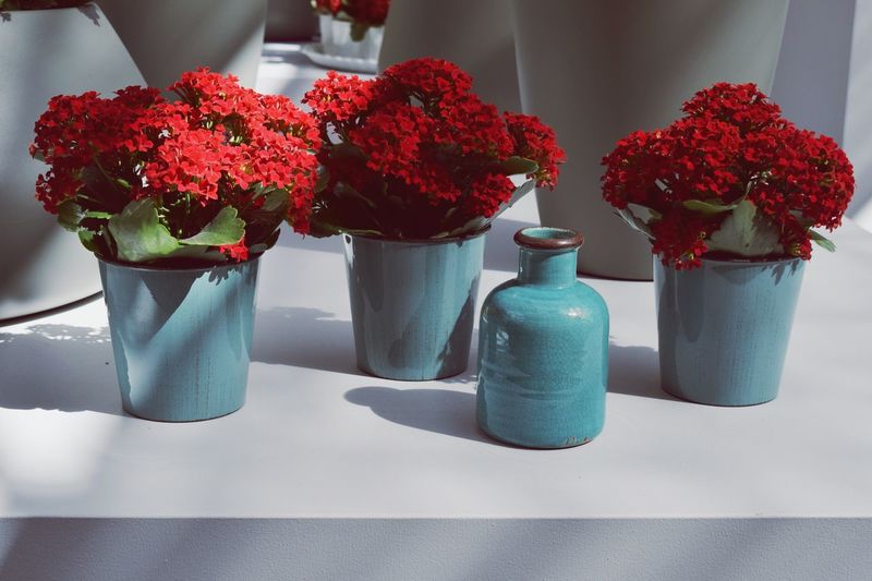 Close-up of red flowers on table