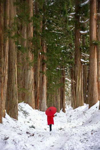 Person with umbrella walking on snowy footpath against trees