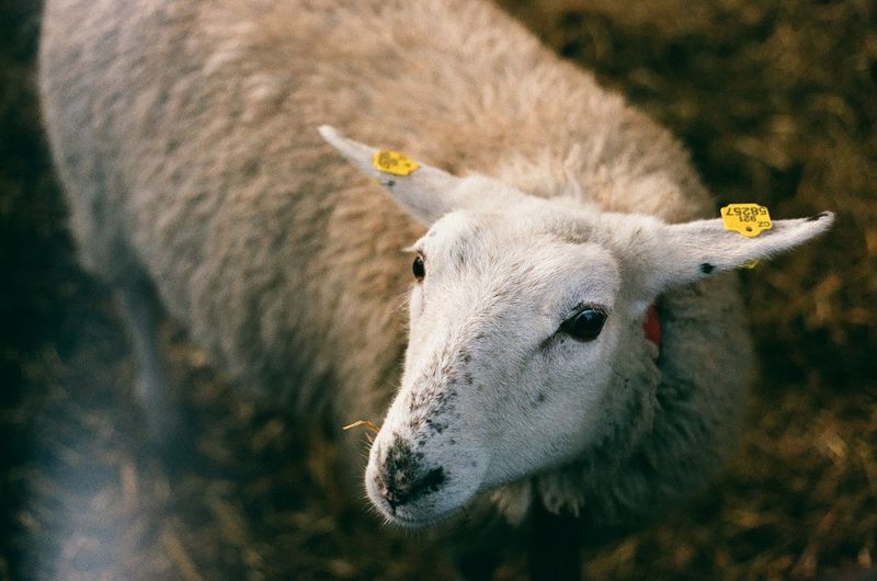 Close-up of sheep