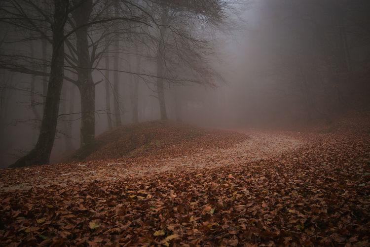 Mysterious pathway. footpath in the dark, foggy, autumnal amd mystique forest