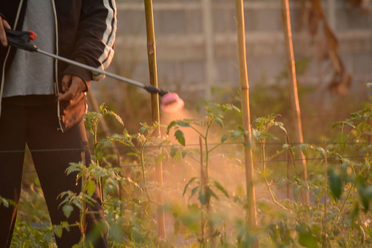 Cropped image of person spraying pesticides on plants