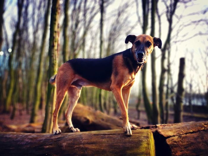 Dog standing on wood