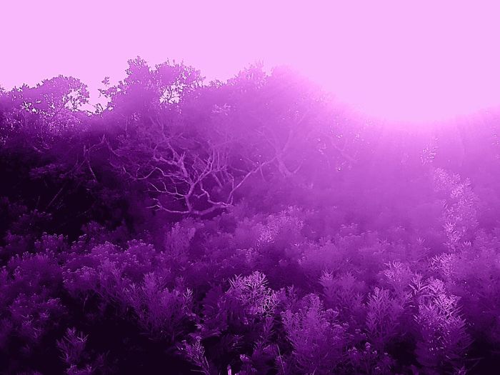 Close-up of purple flowers on tree