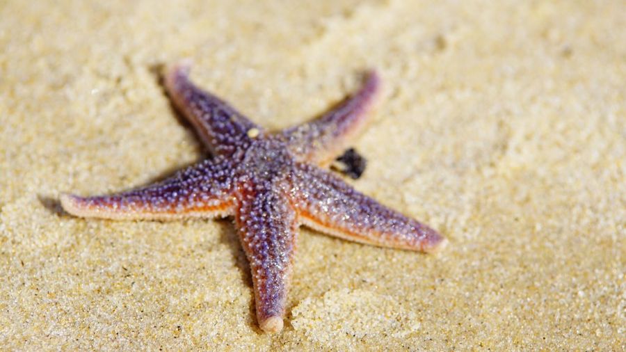 Close-up of dead starfish on sandy beach