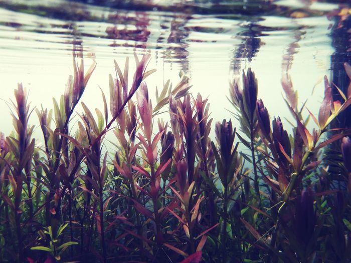 Close-up of plants in lake