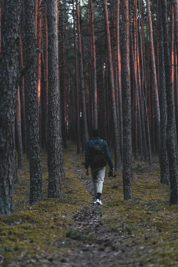 Rear view of person amidst trees in forest