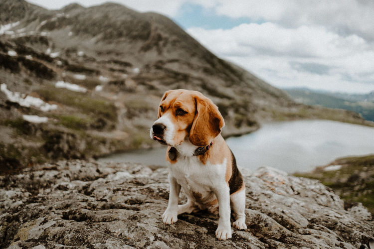 Dog looking away on rock