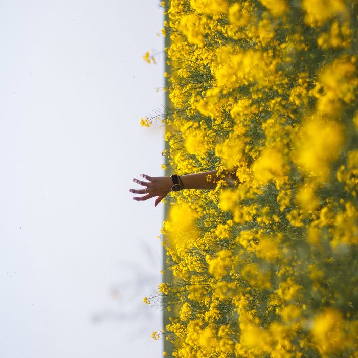 Cropped image of man hand amidst yellow flowering plants against clear sky
