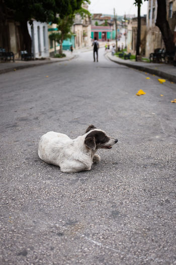 Close-up of dog on road