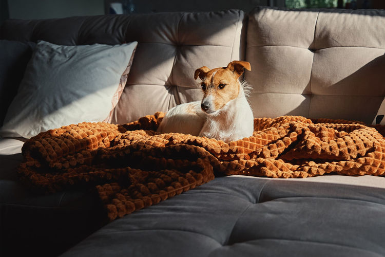 Dog resting at sofa under blanket