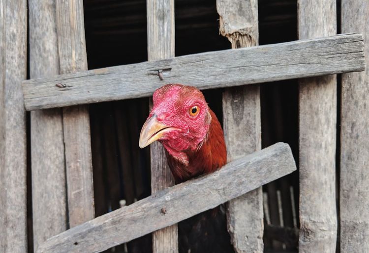 Close-up of a bird