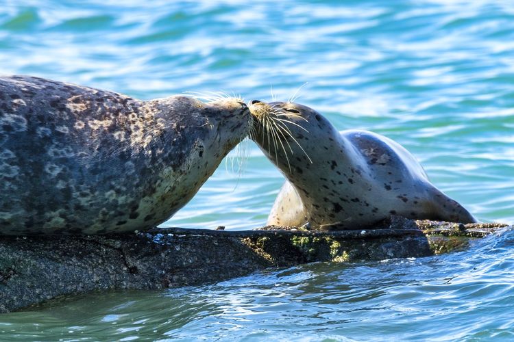 Mother and daughter harbor seals