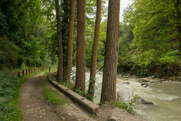 Footpath and river amidst trees in forest