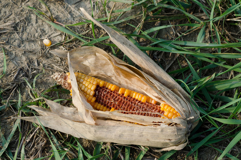 Close-up of sweet corn on grass