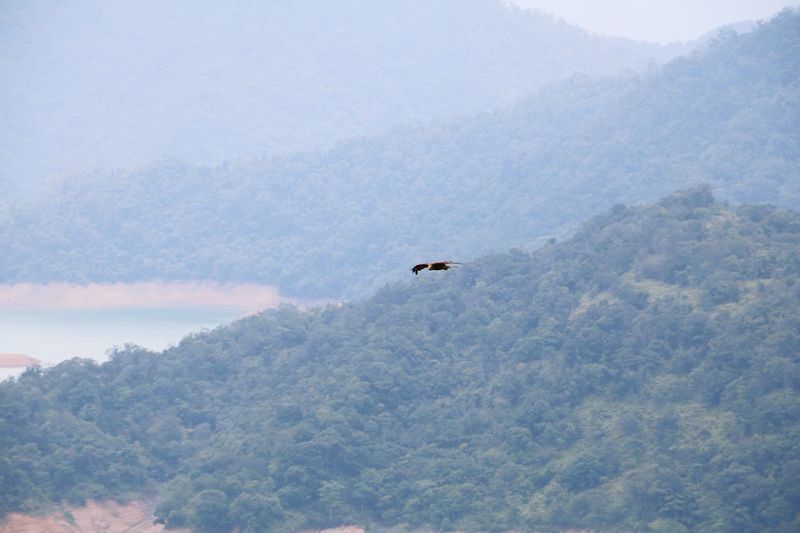 High angle view of bird flying in mountains