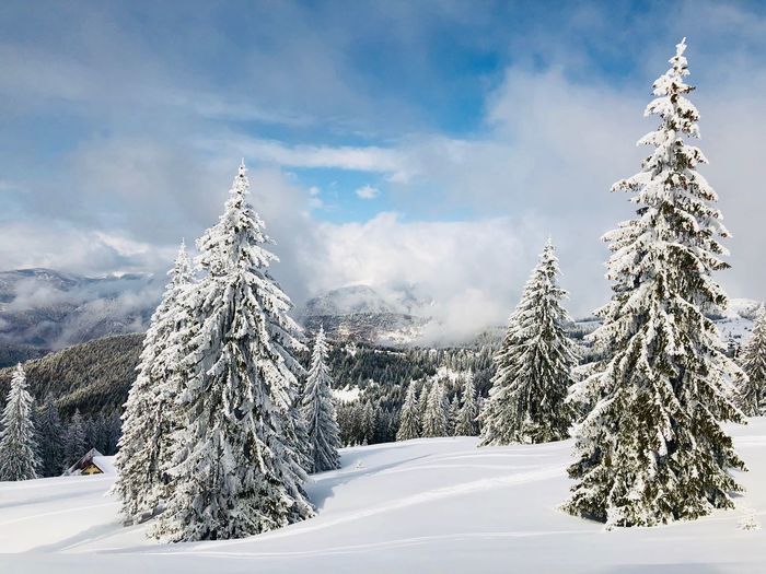Snow covered pine trees on mountain against sky