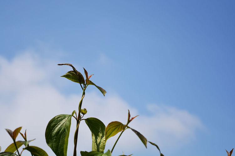 Low angle view of plants growing against sky