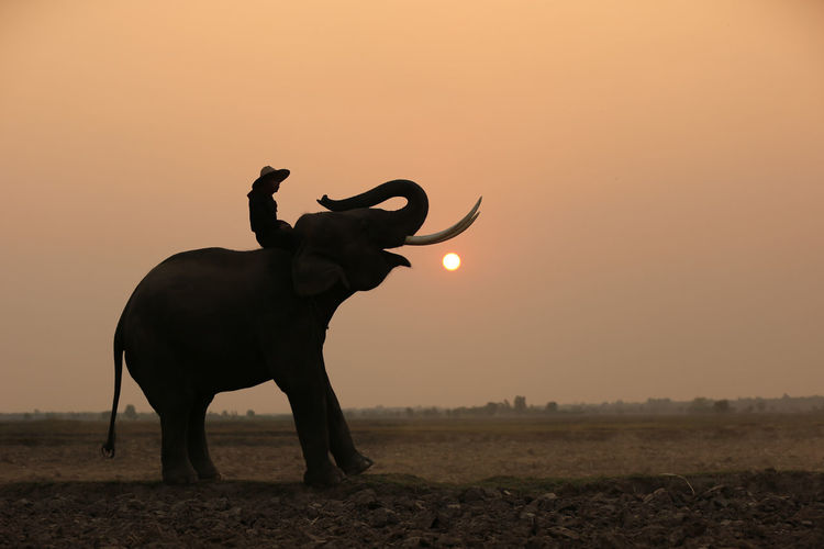 In silhouette of elephant standing on field during sunset