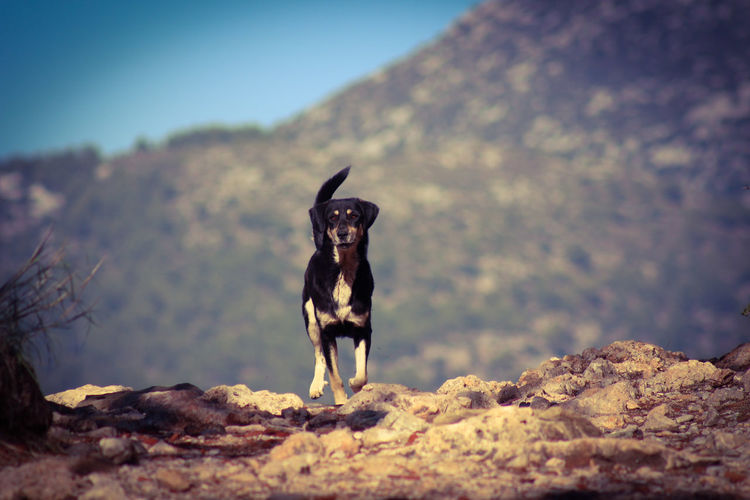 Dog running on rock