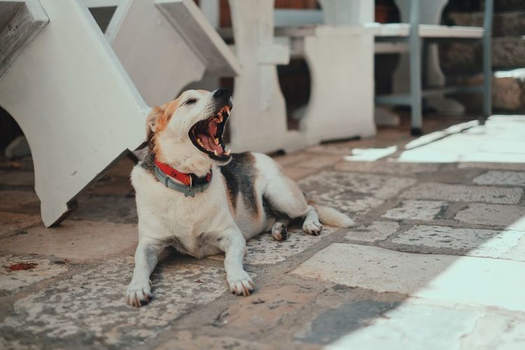 Dog yawning while sitting in back yard