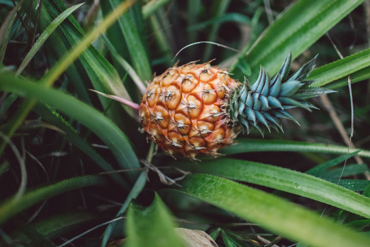 Close-up of pineapple plant