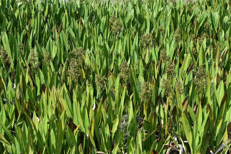 Full frame shot of wheat field
