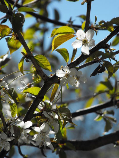 Low angle view of white flowers blooming in park