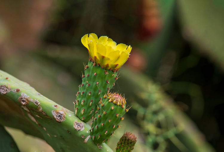 Close-up of yellow cactus flower