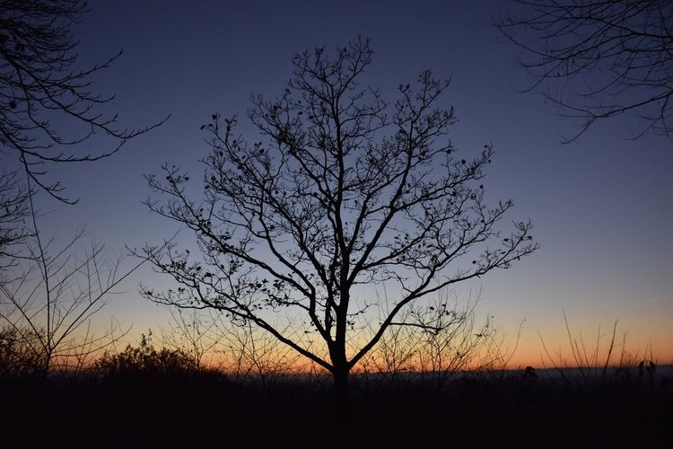 Silhouette tree against sky at sunset