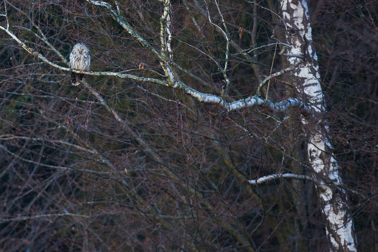 Bare trees in forest during winter
