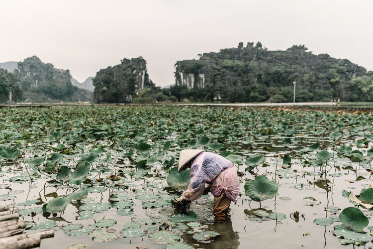 Unrecognizable woman in asian hat standing and cleaning pond with green lily and overgrown with plants mountains on background in vietnam