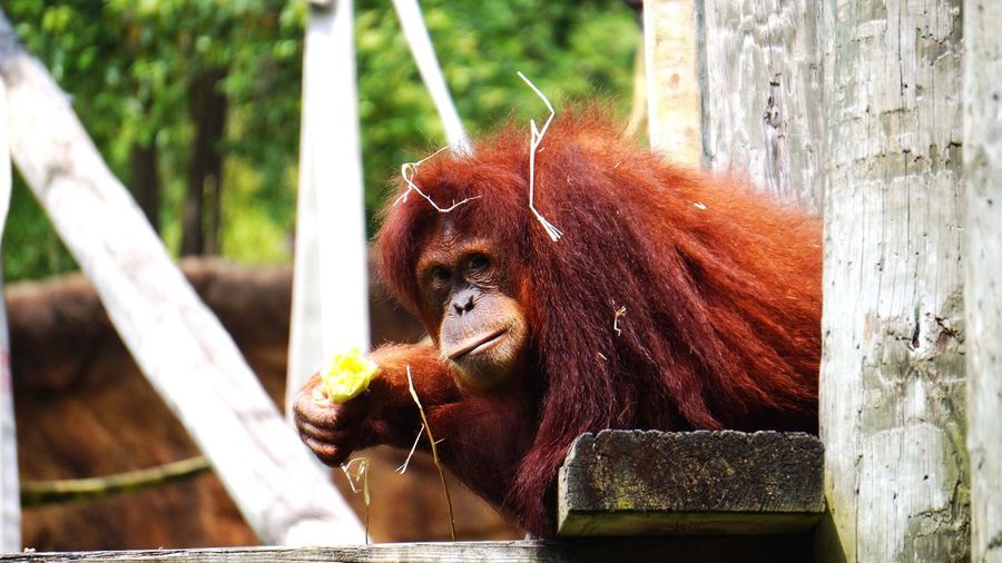 Portrait of orangutan at houston zoo