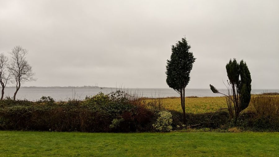 Trees on field against sky