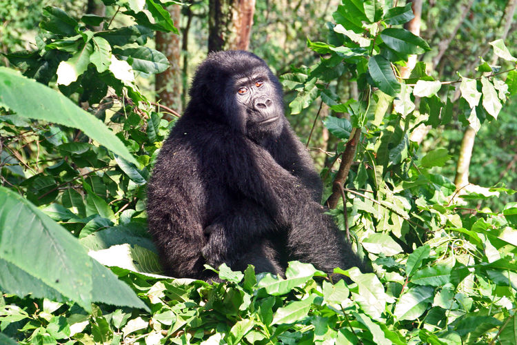 Female gorilla in a tree