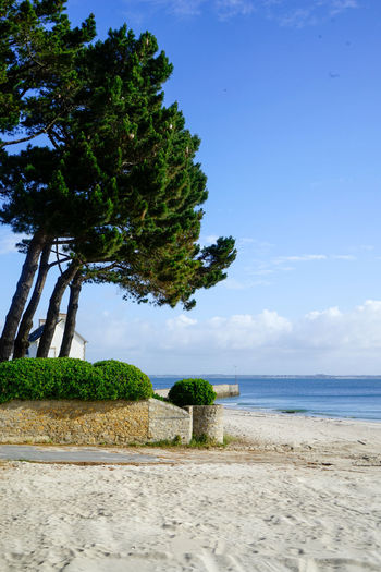 Trees on beach against blue sky britanny 