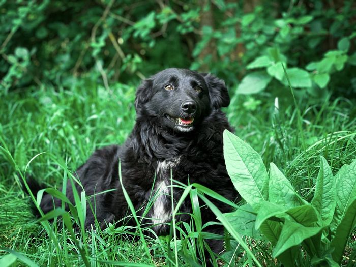 Black dog sitting on grass
