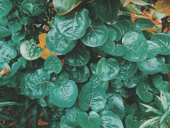 Full frame shot of plants