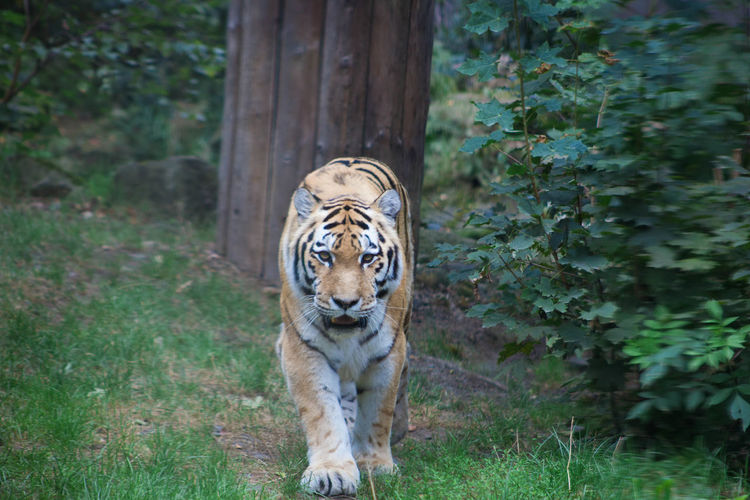 Tiger walking towards camera