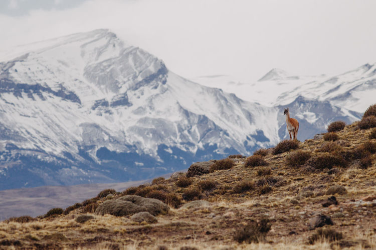 Deer standing on snowcapped mountains against sky