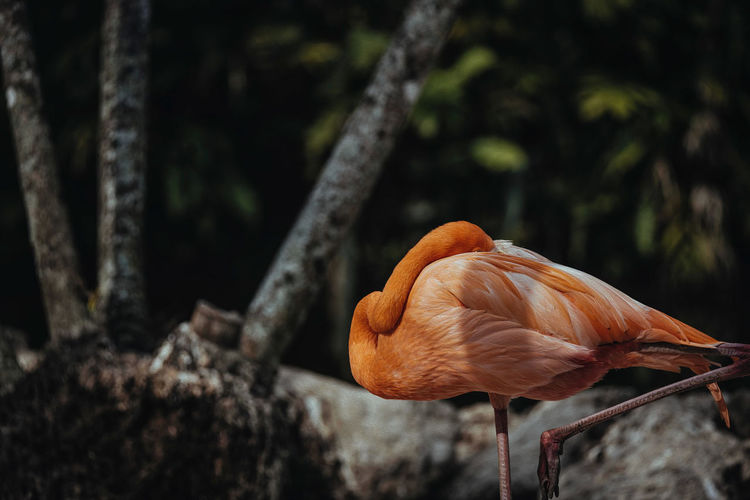 Close-up of a pink flamingo standing on one leg