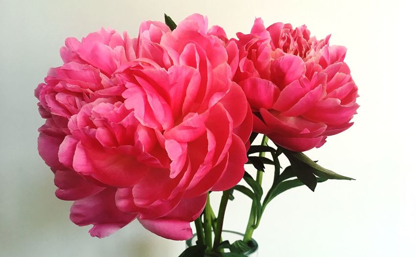 Close-up of pink dahlia flowers in vase