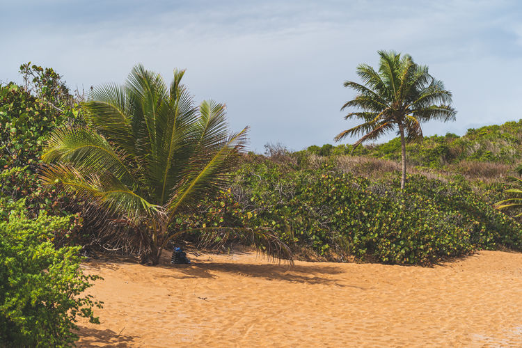 Trees and plants growing on land against sky