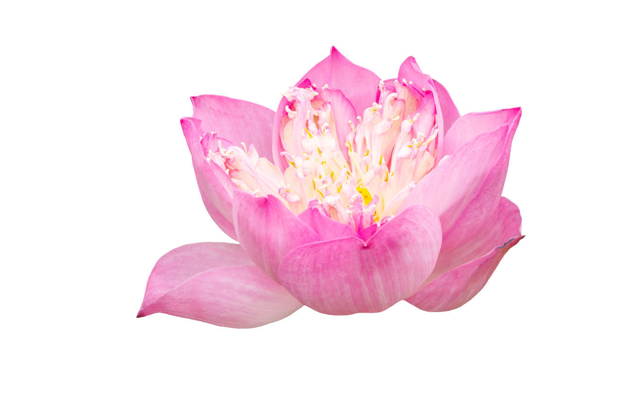 CLOSE-UP OF PINK FLOWER OVER WHITE BACKGROUND