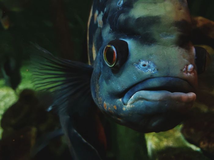 Close-up of fish swimming 